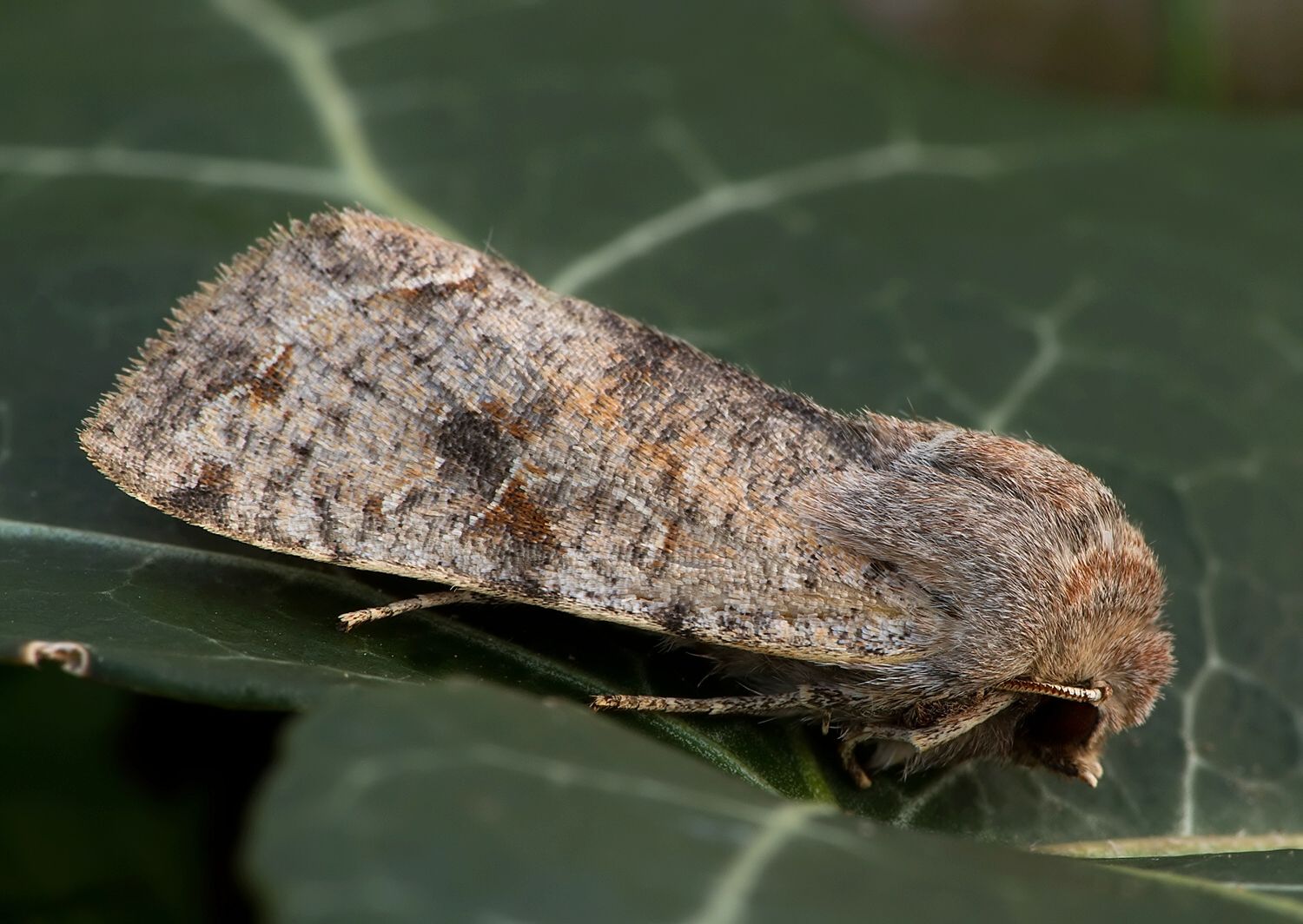 Orthosia incerta