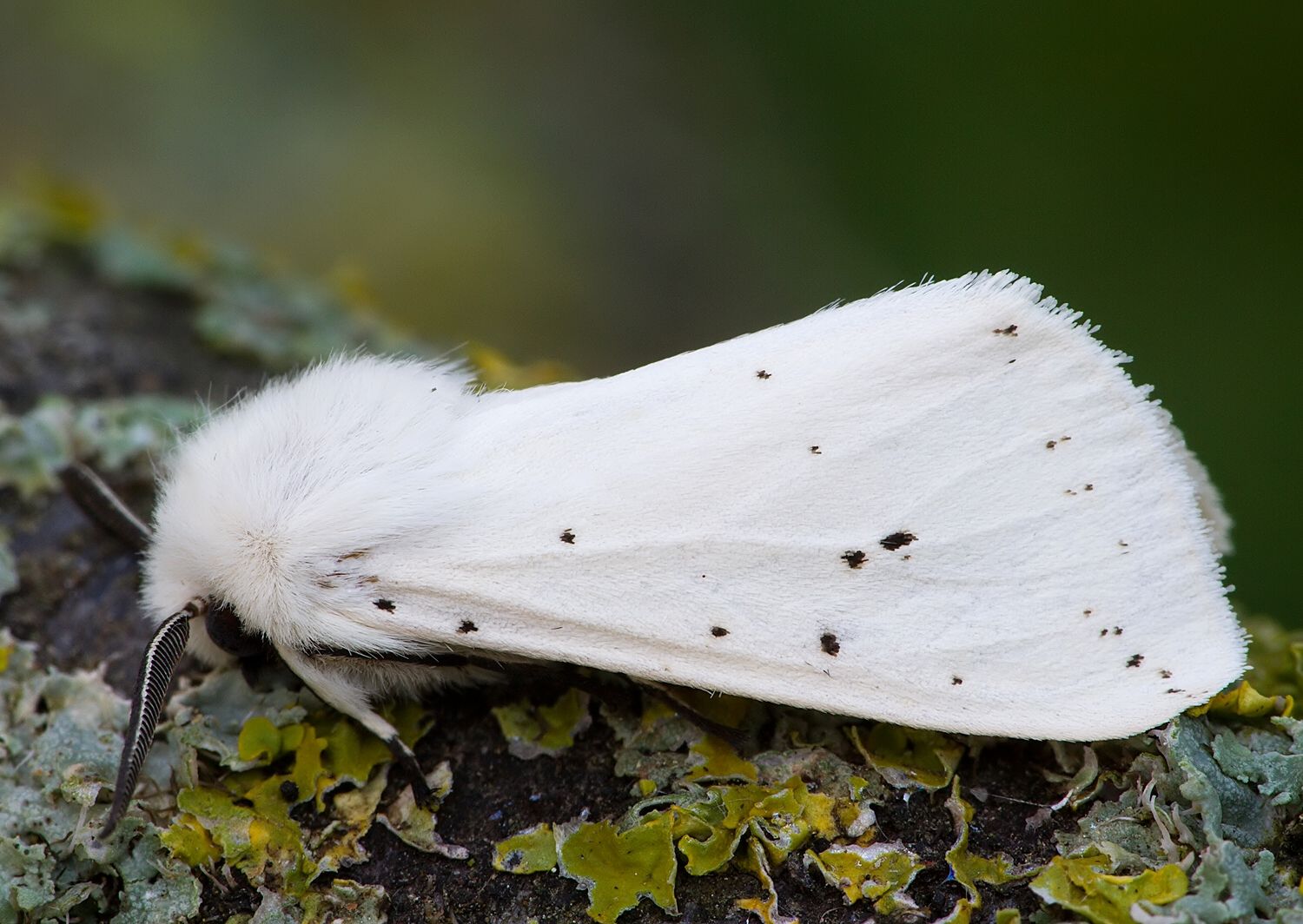 Spilosoma lubricipeda