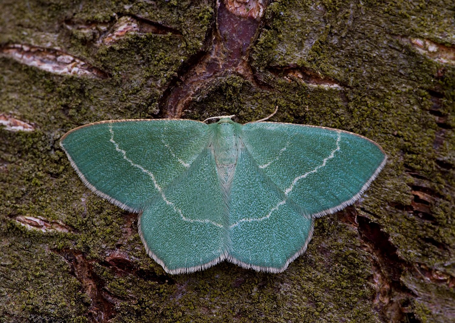 Chlorissa cloraria