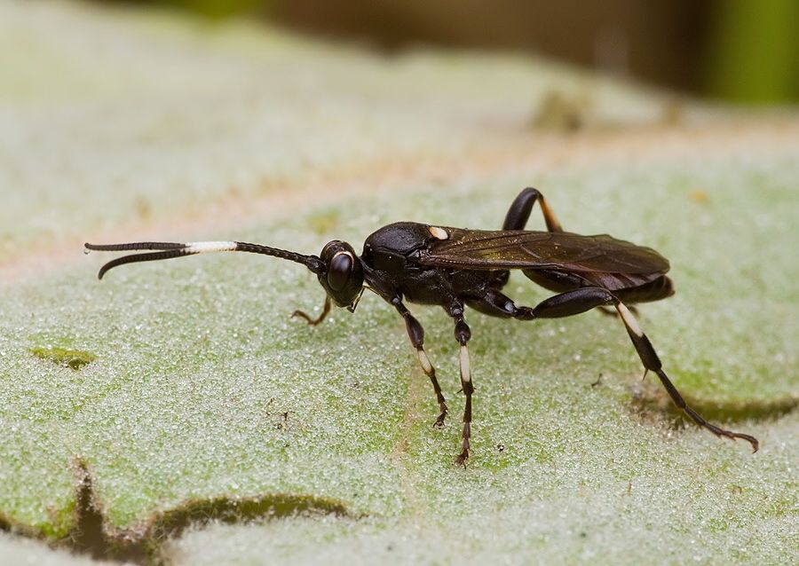 Stenichneumon militarius