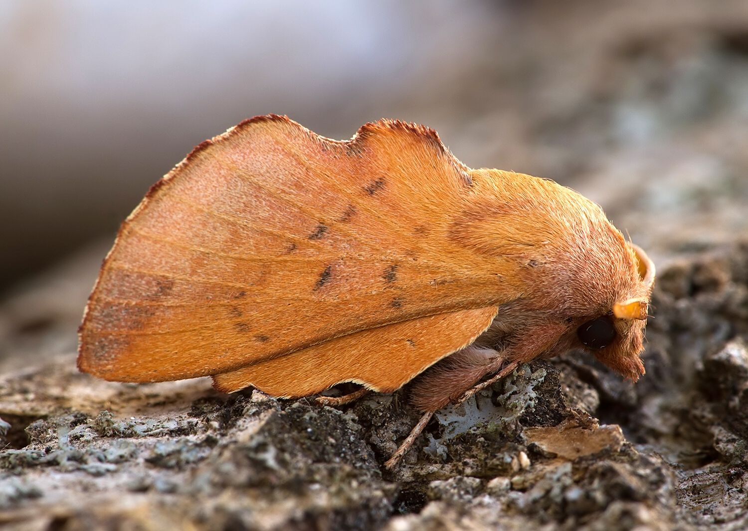 Phyllodesma tremulifolium