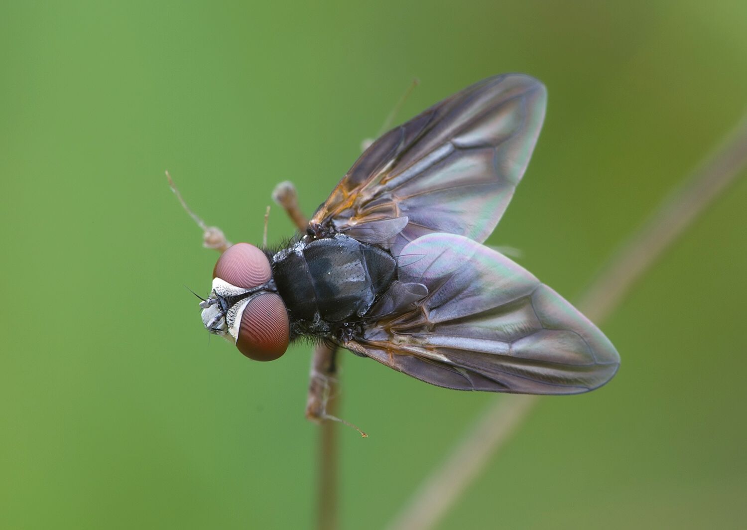 Phasia obesa