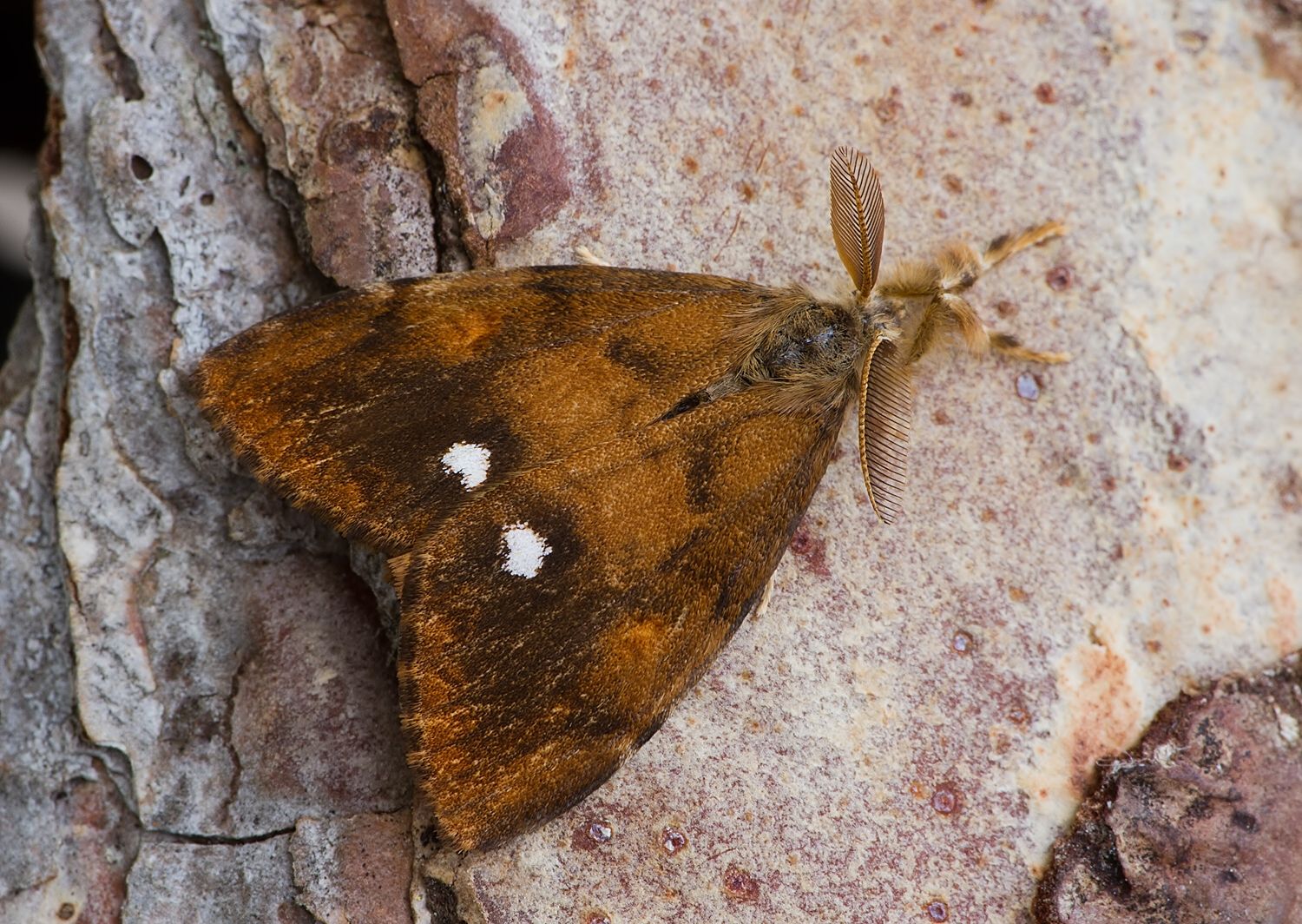 Orgyia antiqua