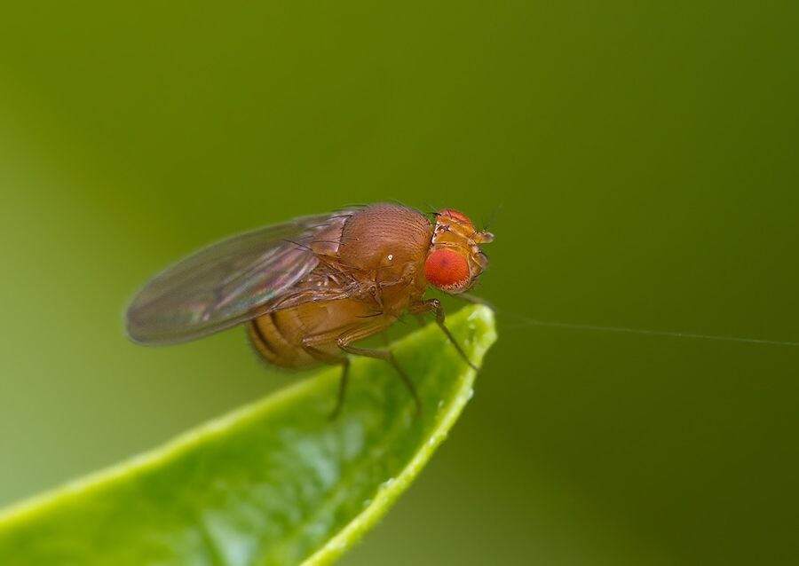 Drosophila phalerata