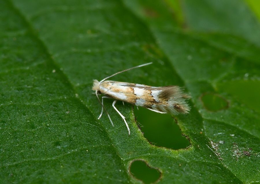 Phyllonorycter hilarella