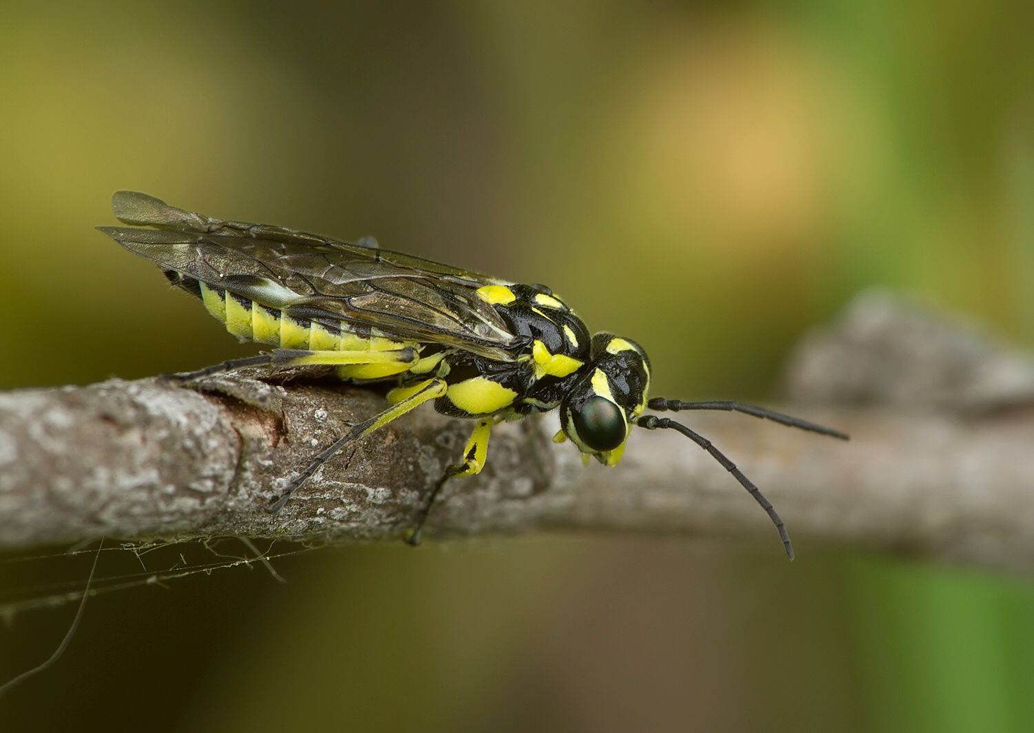 Rhogogaster picta