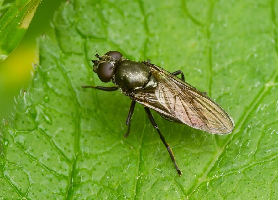 Cheilosia pubera