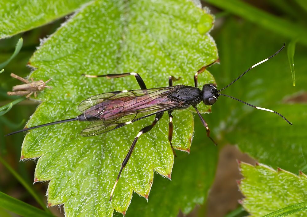 Xorides sepulchralis