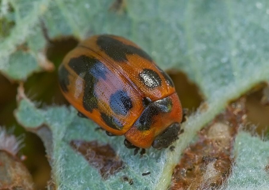 Gonioctena decemnotata