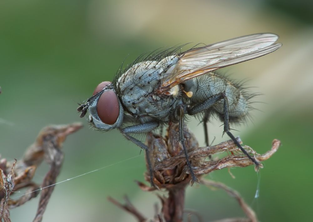 Leucophora personata