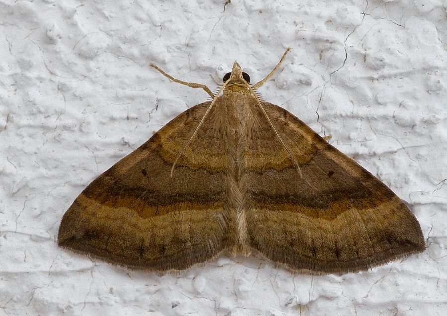 Scotopteryx chenopodiata