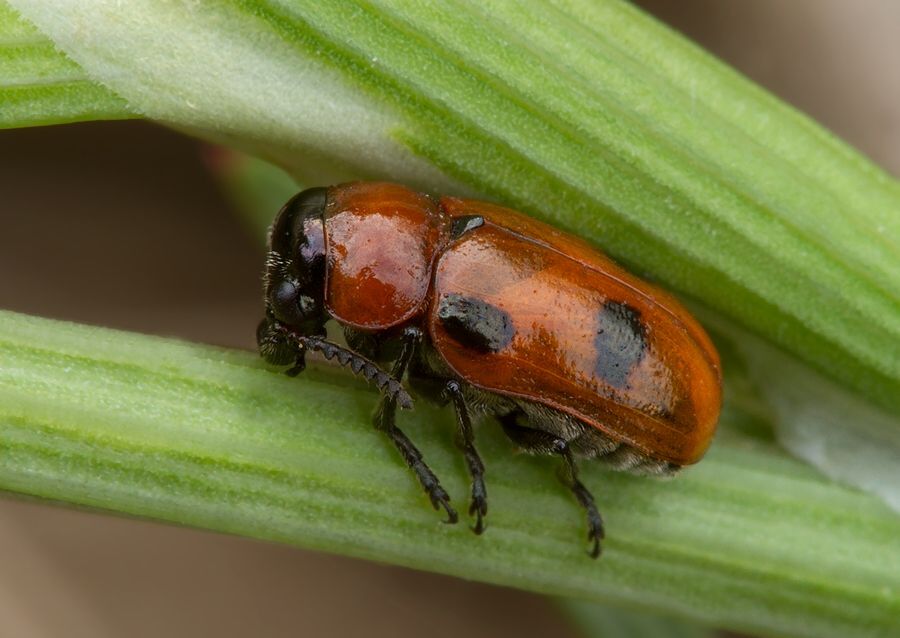 Coptocephala rubicunda