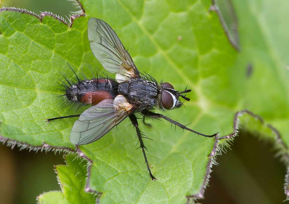 Eriothrix rufomaculatus