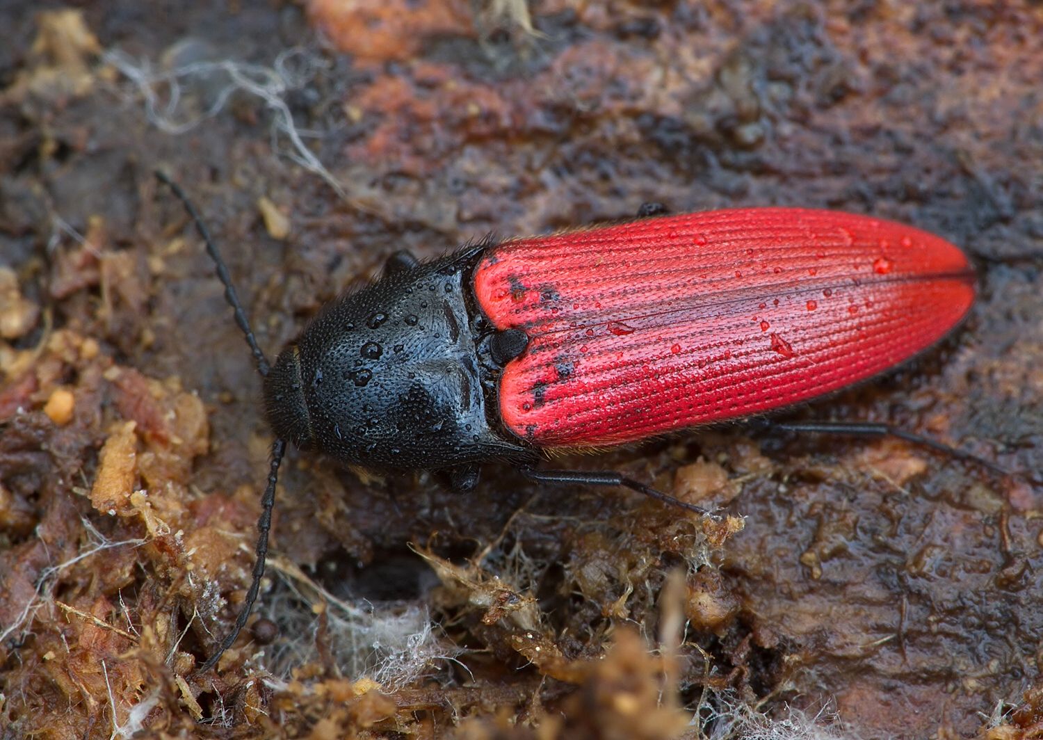 Ampedus sanguineus
