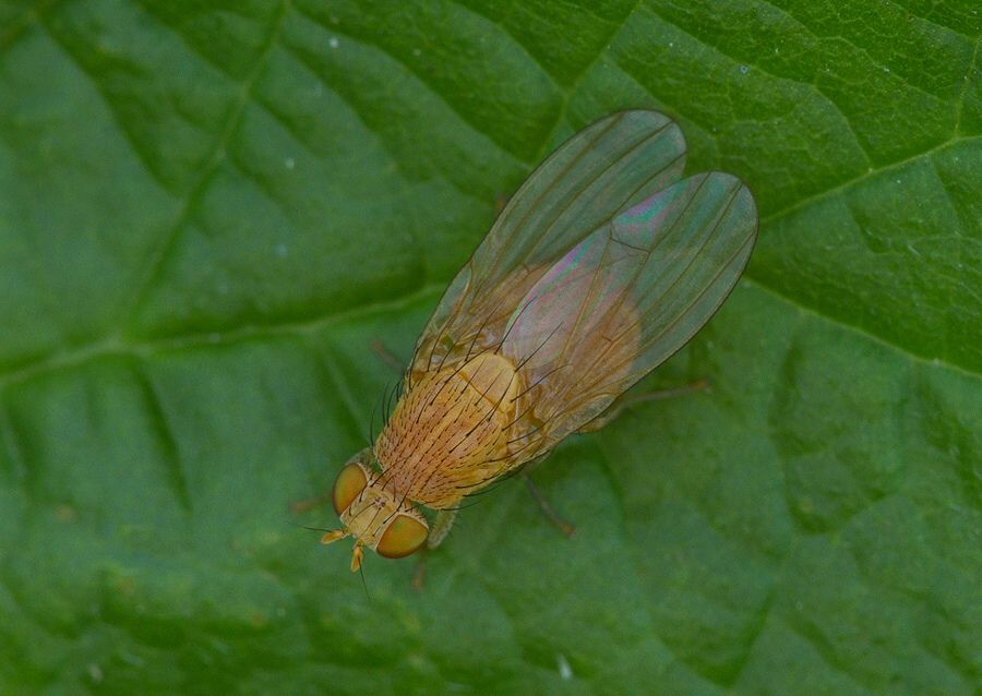 Sapromyzosoma quadricincta
