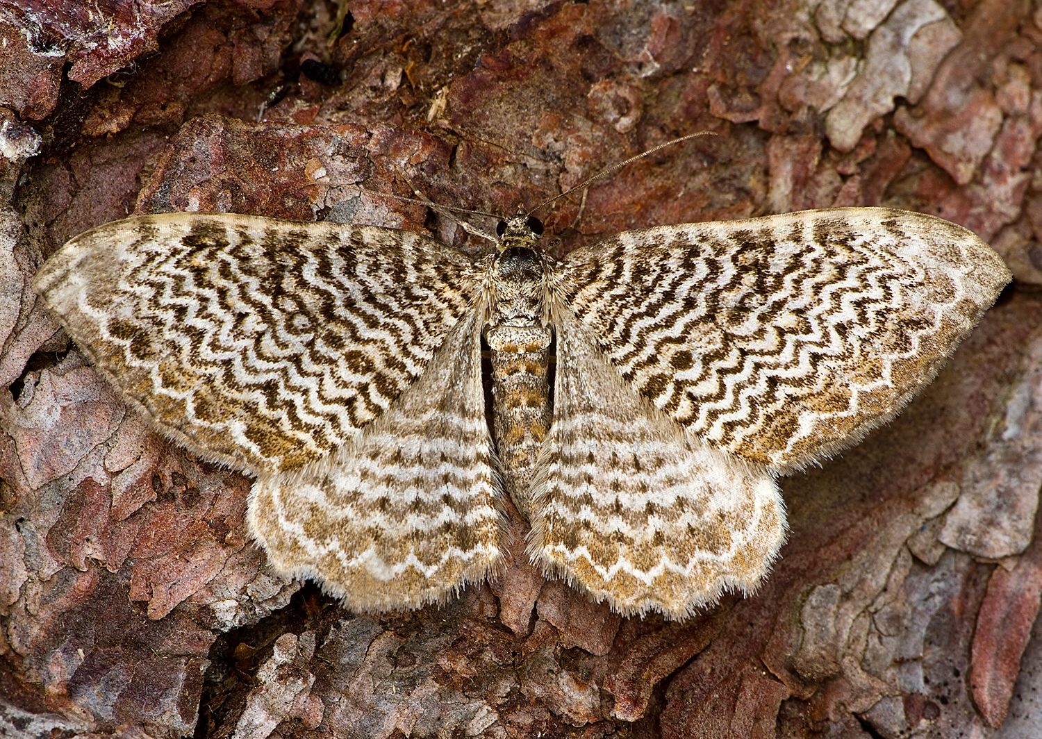 Hydria undulata