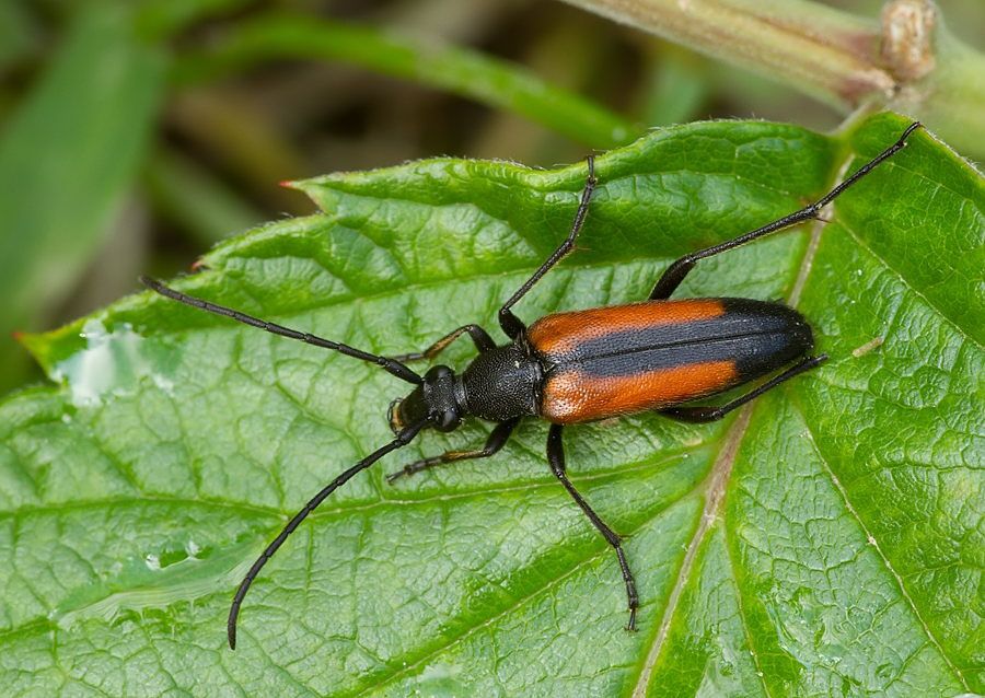 Stenurella melanura