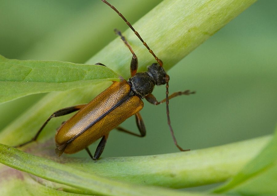 Cortodera humeralis cf.