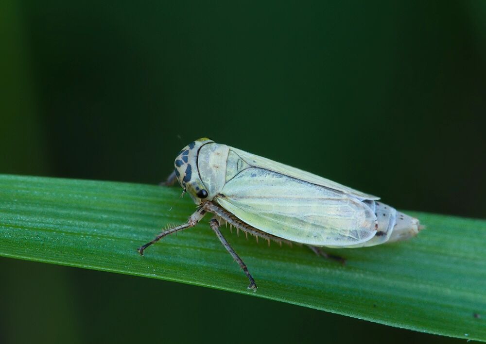 Handianus flavovarius