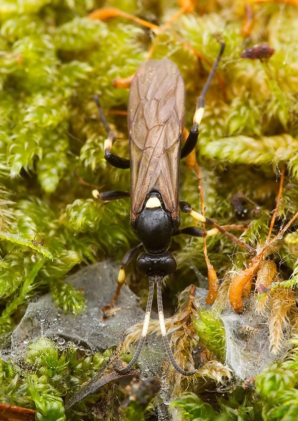 Ichneumon stramentor