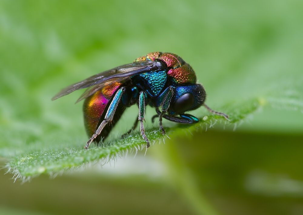 Holopyga jurinei cf.