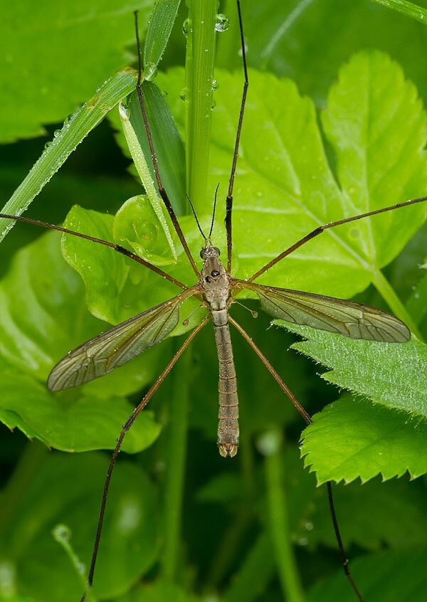 Tipula oleracea
