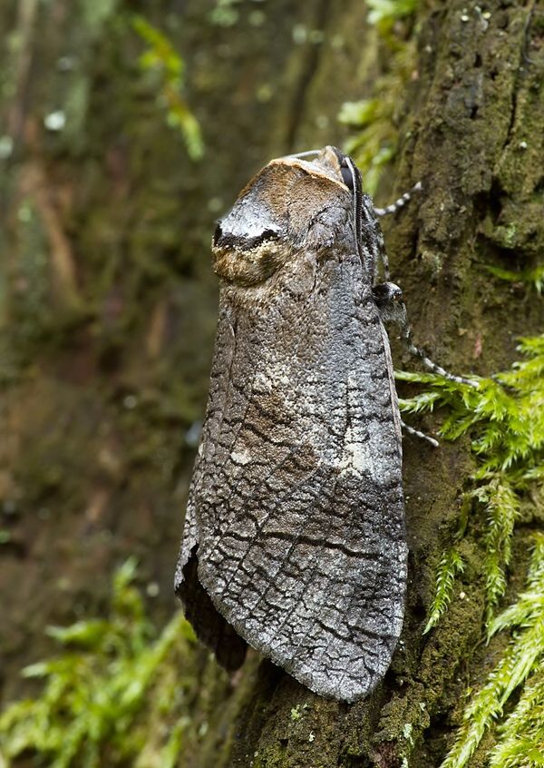 Cossus cossus