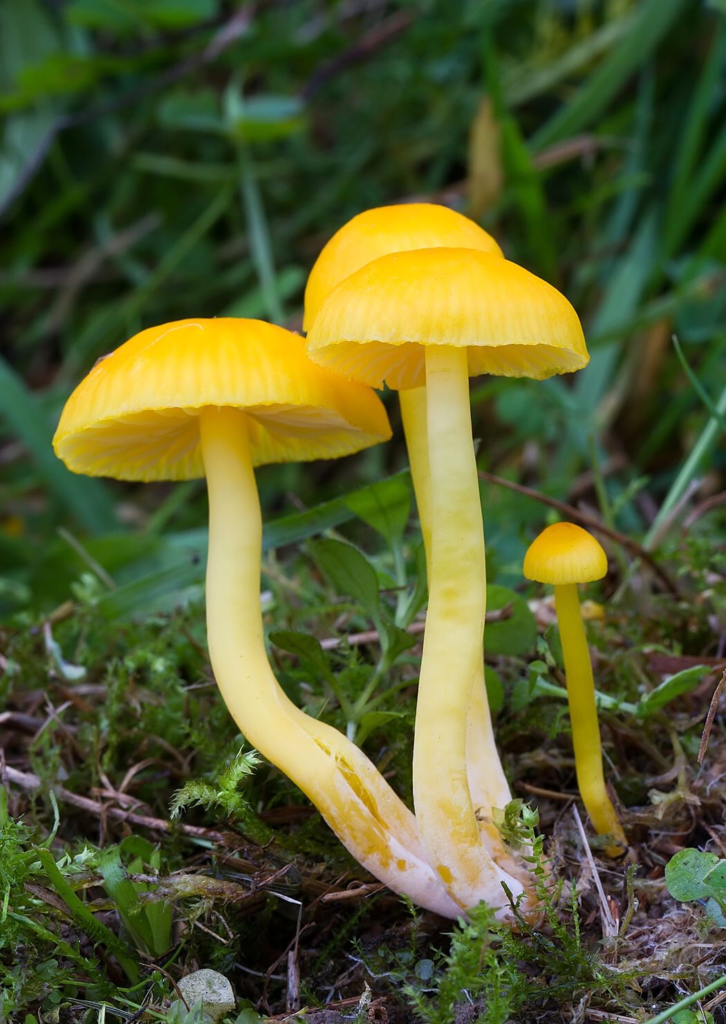 Hygrocybe ceracea
