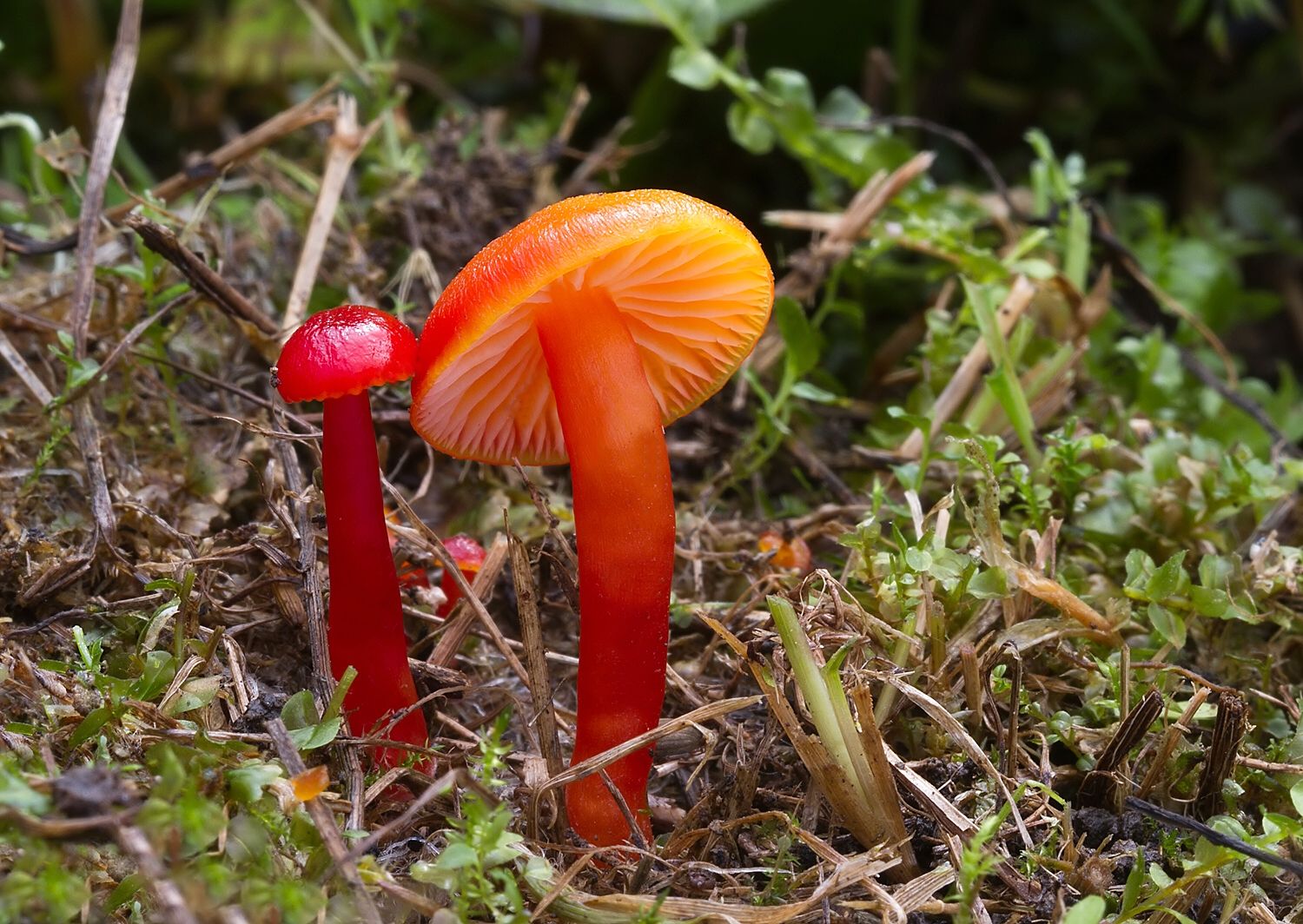 Hygrocybe sp.