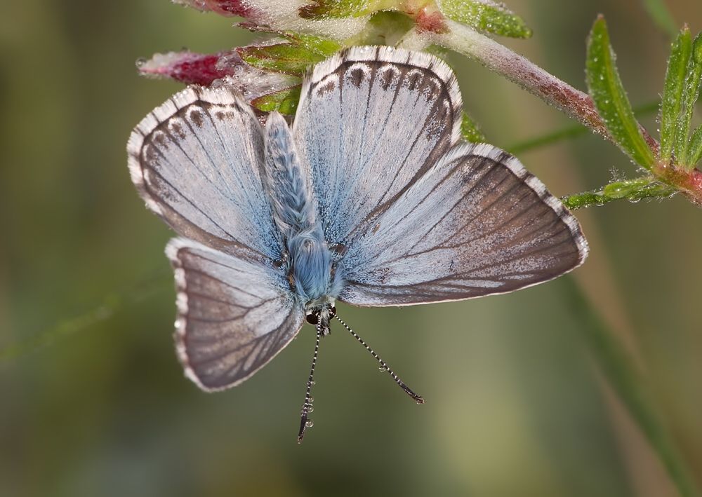 Polyommatus slovacus