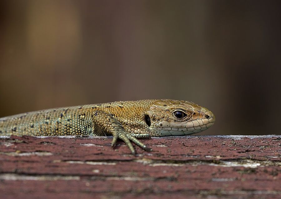 Zootoca vivipara