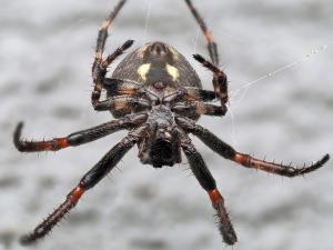 Nuctenea umbratica