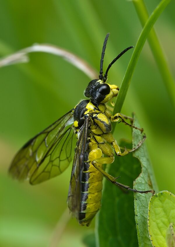 Tenthredo mesomela