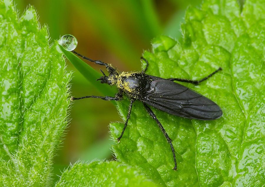 Bibio marci