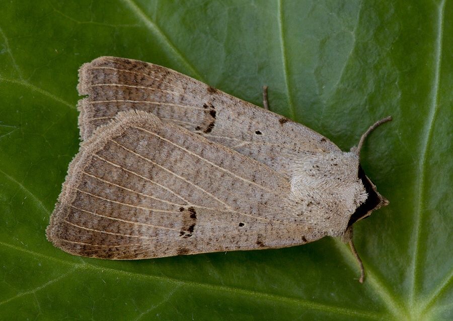 Lygephila craccae