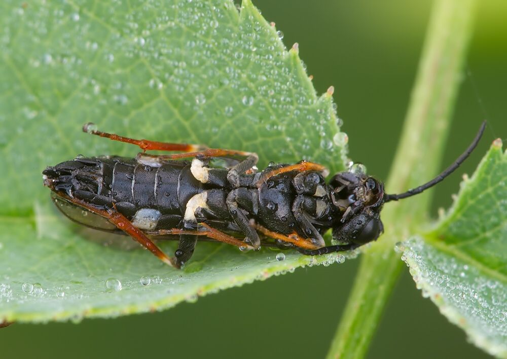 Allantus cinctus