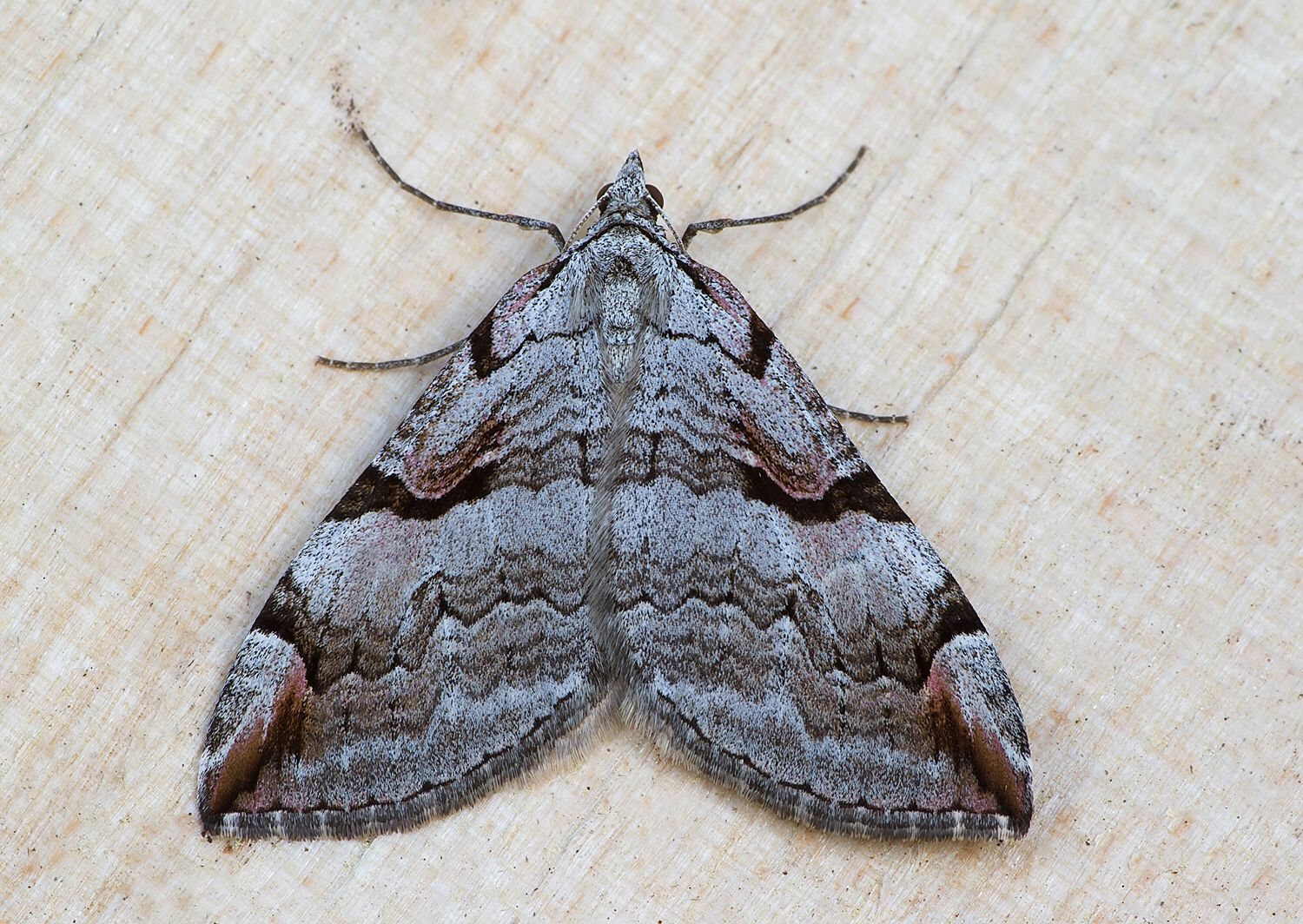 Aplocera praeformata