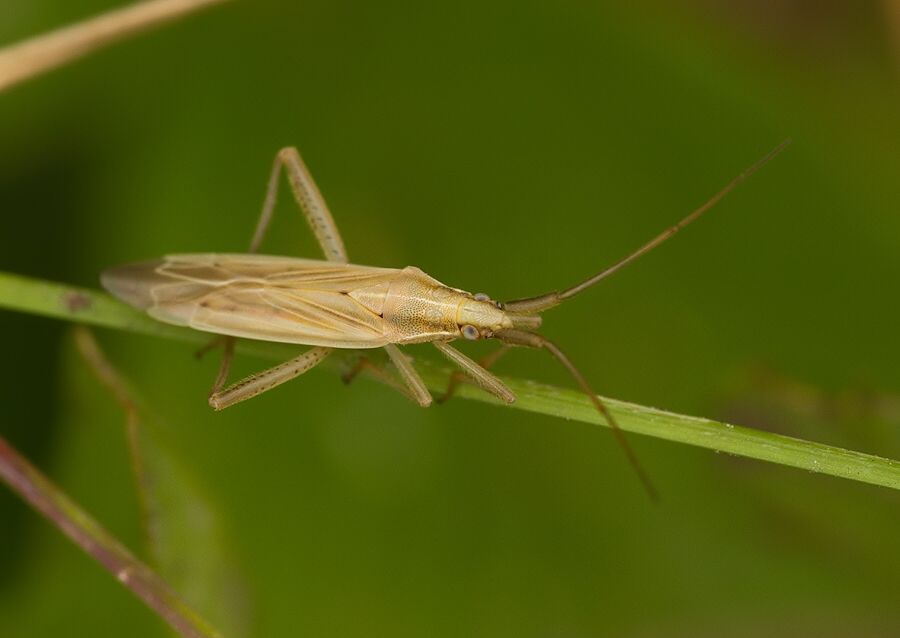 Stenodema laevigata