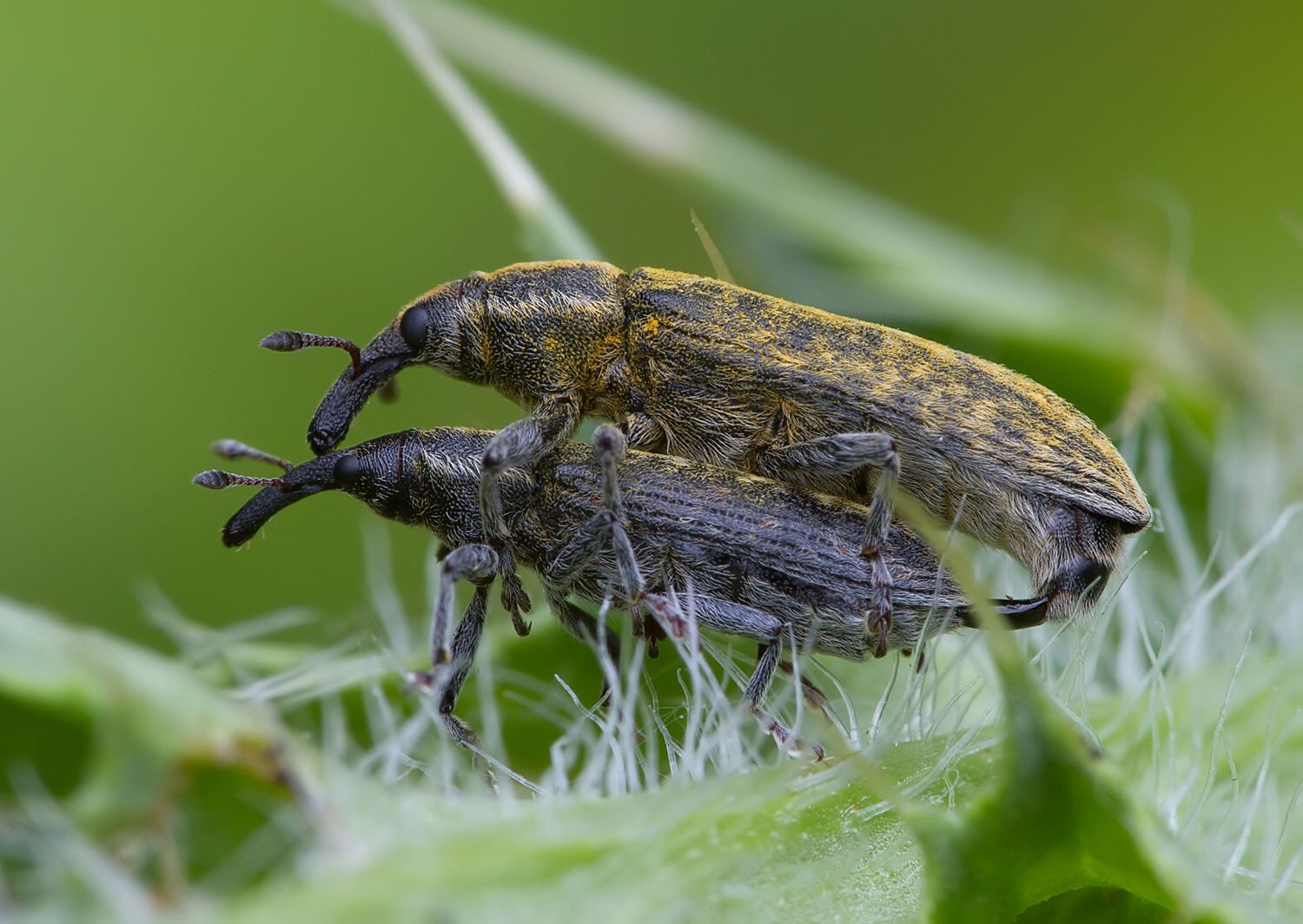 Lixus pulverulentus