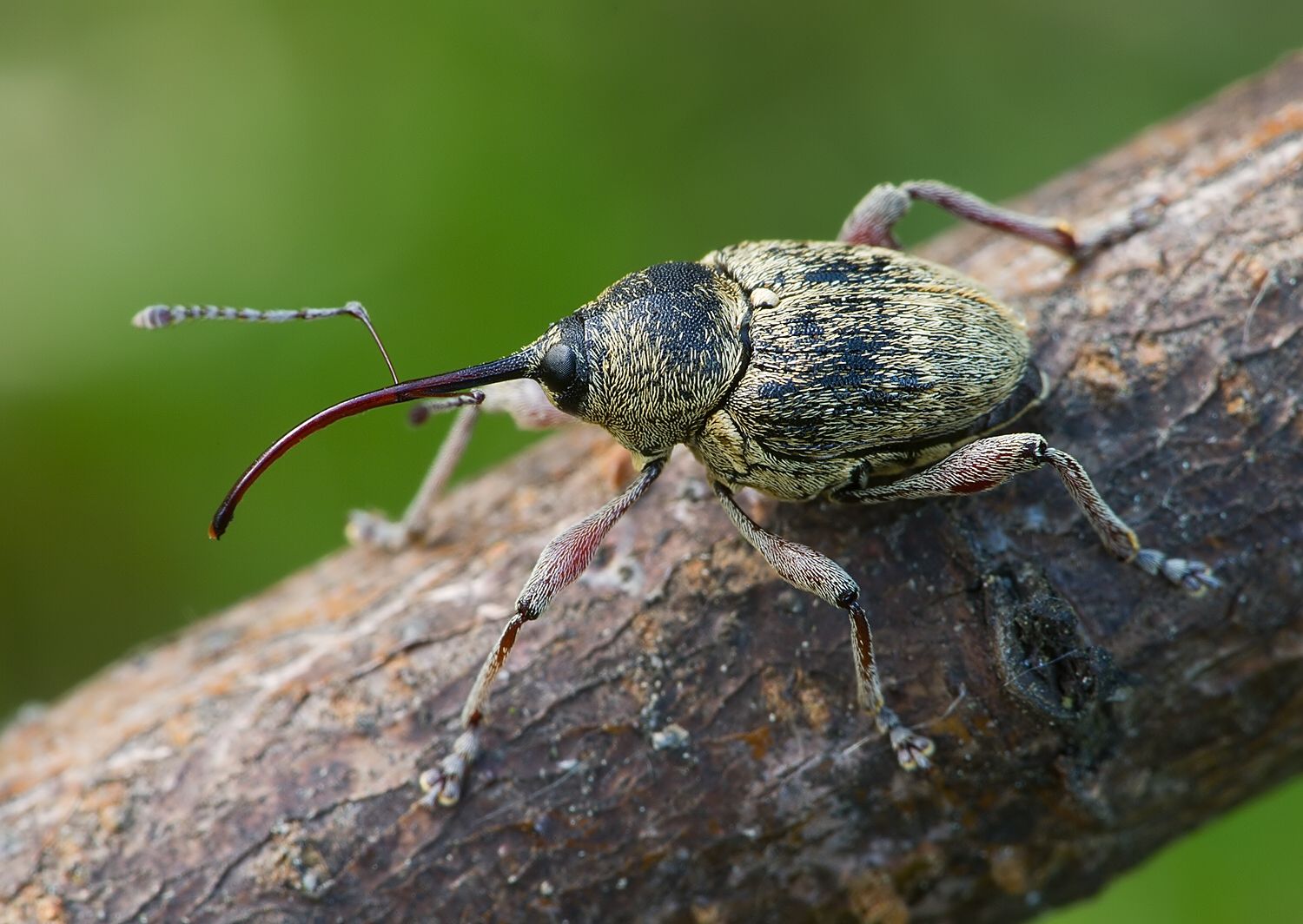 Curculio nucum