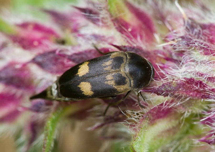 Variimorda villosa