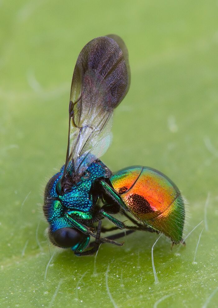 Holopyga ignicollis