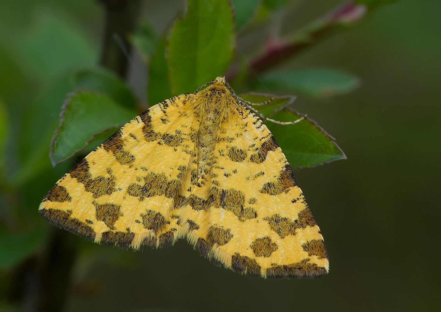 Pseudopanthera macularia