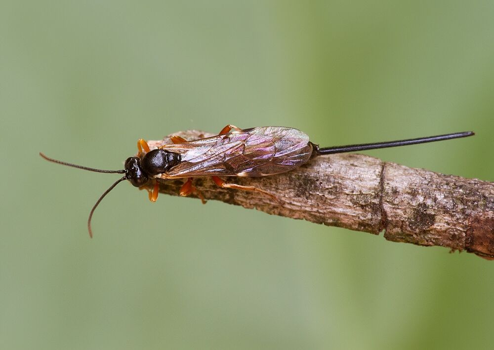 Exeristes roborator