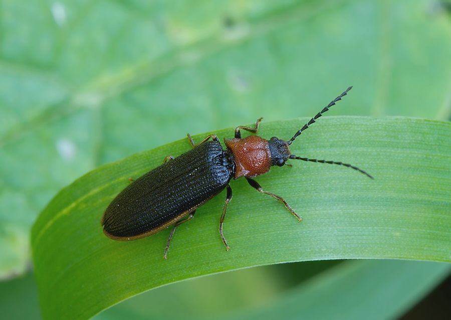Denticollis linearis