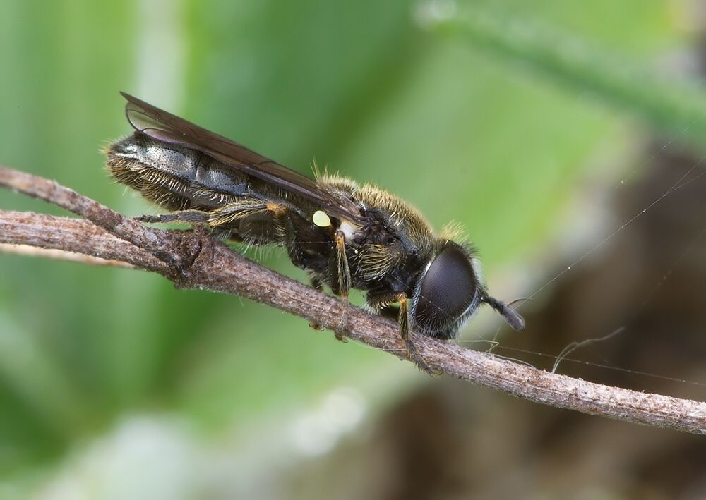Pipizella virens