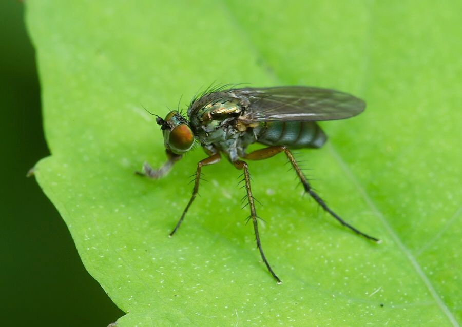 Dolichopus ungulatus