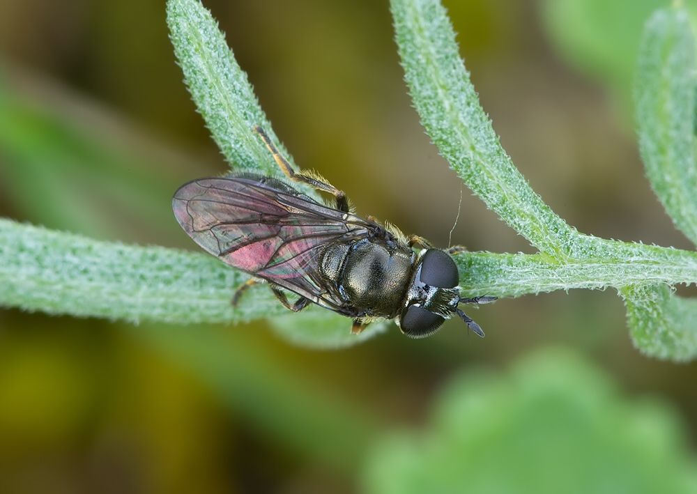 Pipizella virens