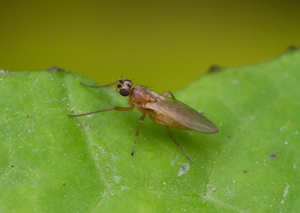 Lonchoptera bifurcata