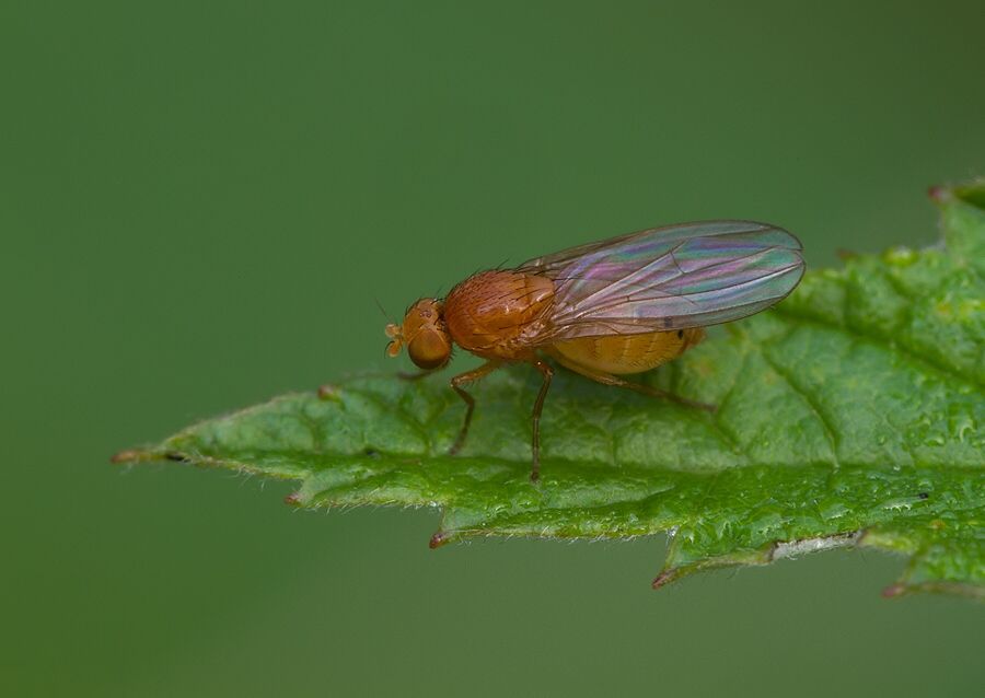 Sapromyza zetterstedti